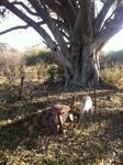 Limpopo, BELA BELA district, Mabula Private Game Reserve_01, Hartbeestpoort 522, farm cemetery