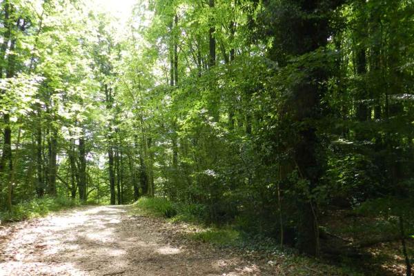 Chesham Bois, Ancient Woodland